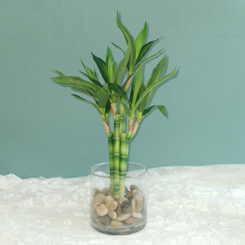 Aquarium Fish Types - Nouveau 40cm rFtificial chanceux bambou succulente
