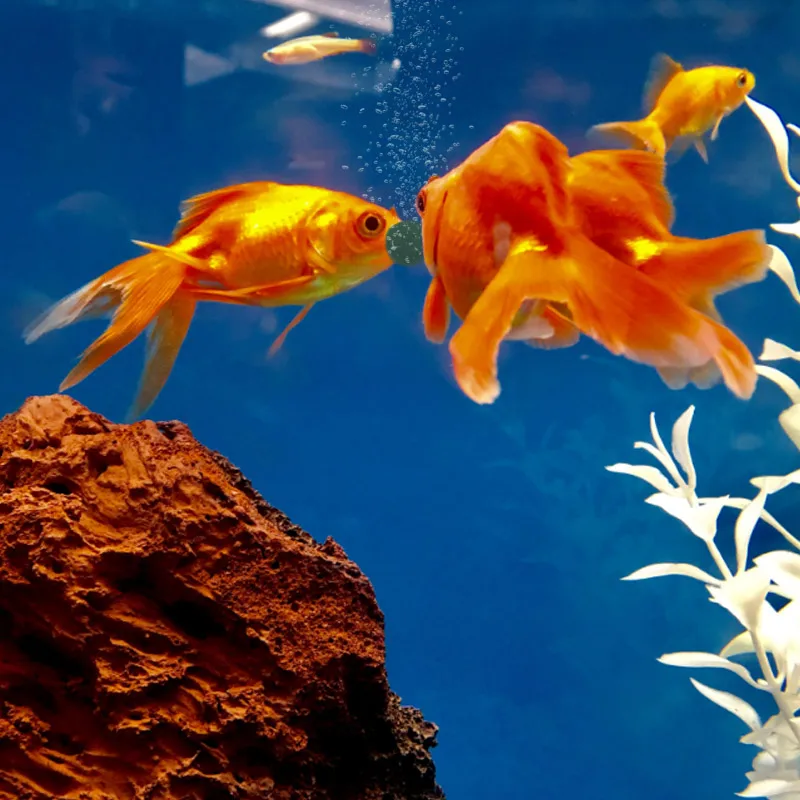 100 pièces comprimés de spirul - Aquarium Fish Holiday Food avis et prix