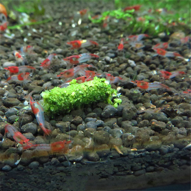 Nouveau 1 sac 35g cristal roug - Aquarium Fish Holiday Food avis et prix