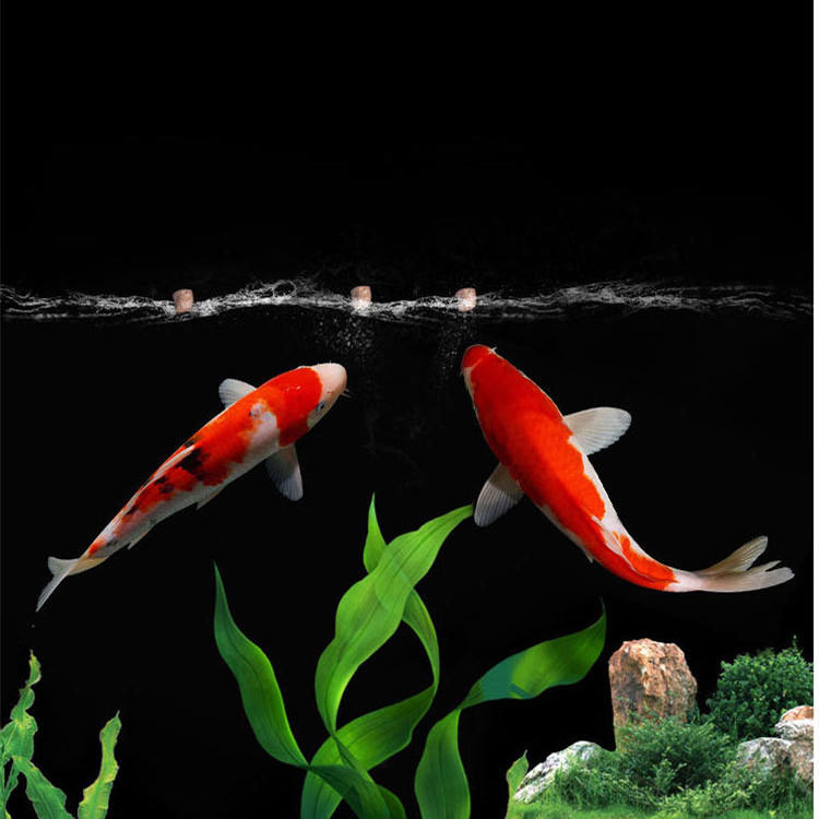 Vente en gros exportation gran - Aquarium Fish Exporter avis et prix