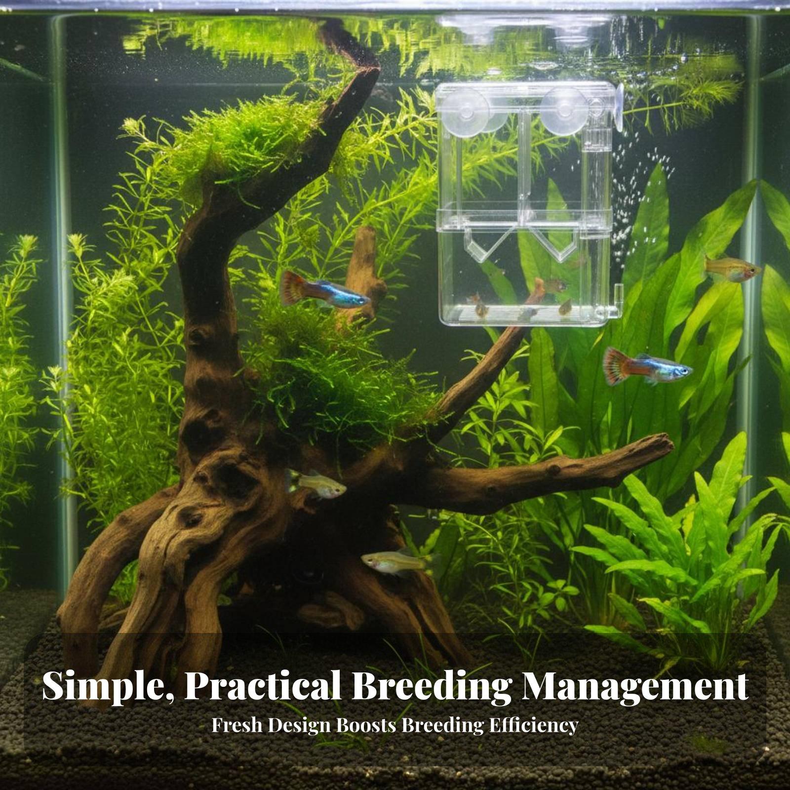 Bac d'élevage double couche po - Box Fish In Aquarium avis et prix