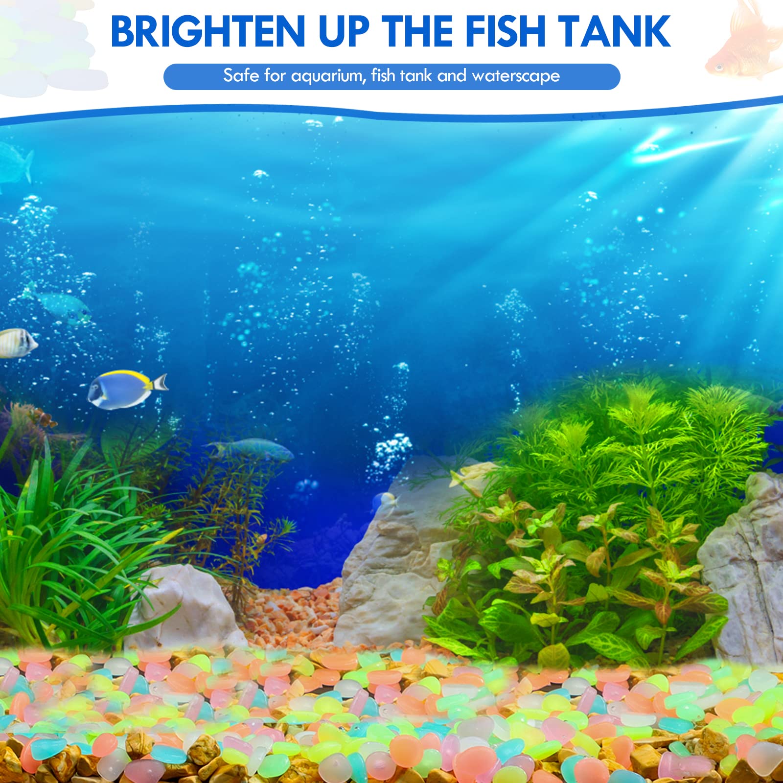 100 pièces brillent dans le no - Aquarium Fish Types avis et prix