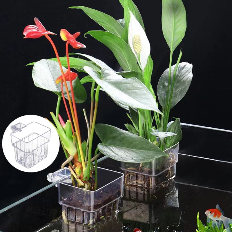 Tasse de plantation d'eau d'aq - Box Fish In Aquarium avis et prix