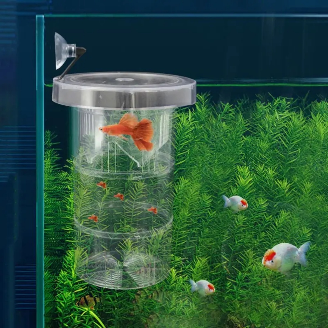 Boîte d'isolation flottante en - Box Fish In Aquarium avis et prix