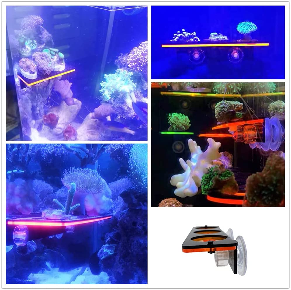 Support de prise Frag en corai - Aquarium Fish Cartoon avis et prix