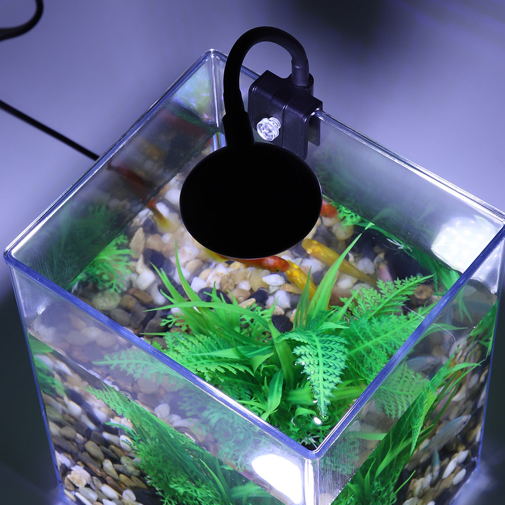 Ensemble précieux de poisson d - Aquarium Goldfish avis et prix
